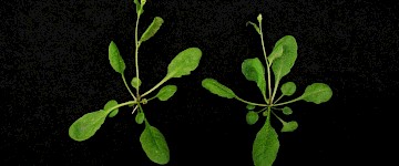 提高农业产量和抵抗气候变化影响的新型CRISPR/Cas9植物遗传学技术