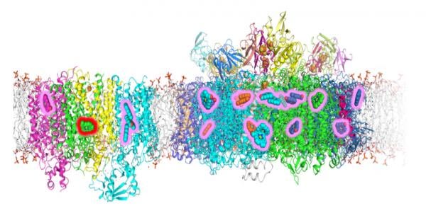结构光系统蓝藻细胞