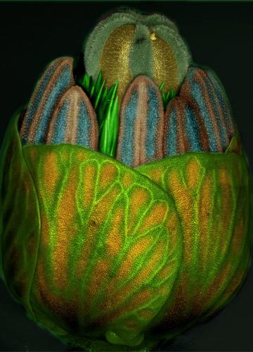 生物显微照片经典重温