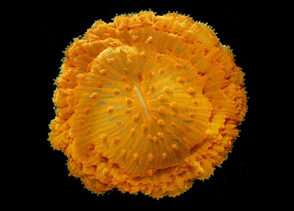 生物显微照片经典重温