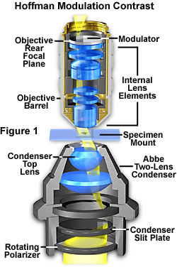 显微镜的八种观察方式——方式六 霍夫曼调制相衬（HMC）