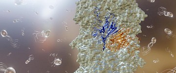 生物学家研究地球上最小的螺旋桨——被地球上最快的生物之一使用
