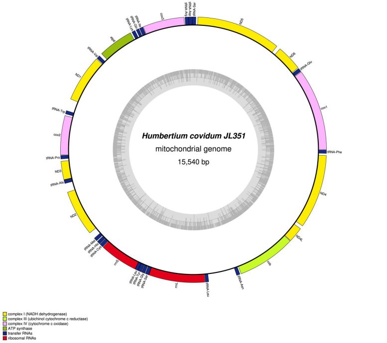 丝裂基因组 Humbertium covidum JL351