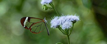 科学家们发现了蝴蝶制作透明翅膀的秘密