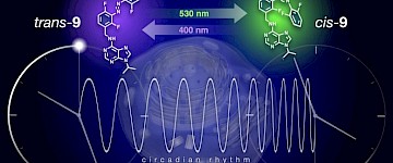 最新发现：生物钟可通过拨动开关重置