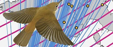 磁导航：鸣禽迁徙期间的停车标志