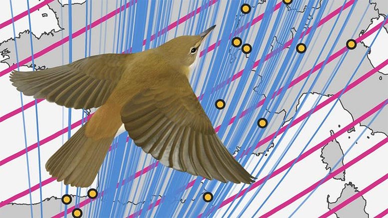 芦苇莺使用磁信息作为停车标志