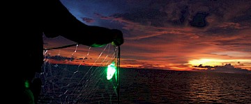 双赢：LED照明网可显着减少野生动物的误捕，同时提高捕鱼效率
