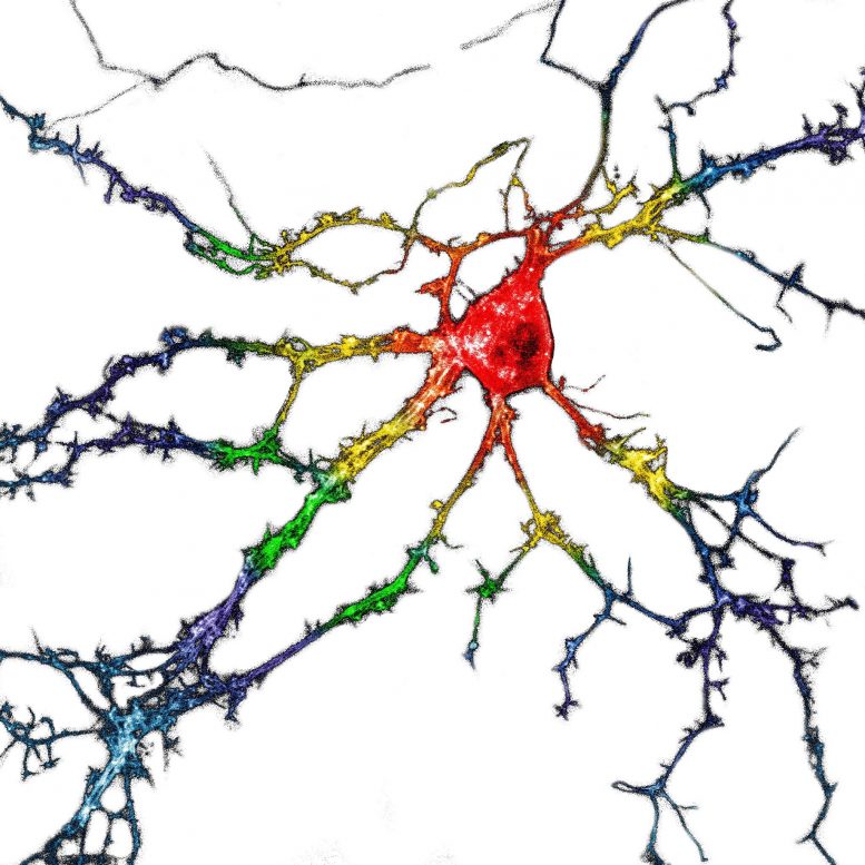 表达 psychLight 的海马神经元